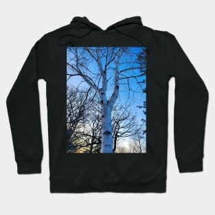 White Birch Tree Hoodie